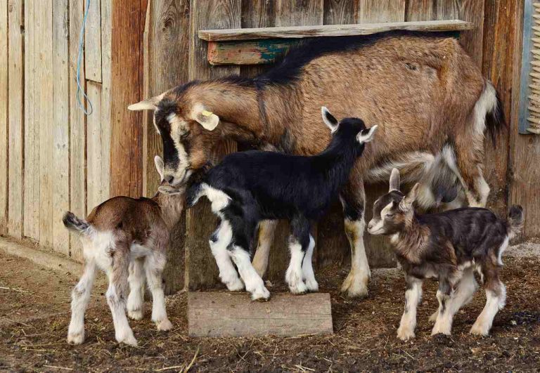 Élevage caprin : les races de chèvres vivant en France - Les animaux ...